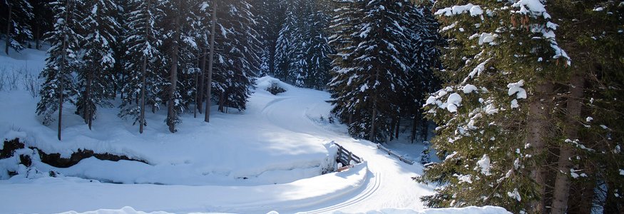 Sarntal © Judith Vasselai Verschneiter Waldweg mit Skispuren und Sonne im Hintergrund